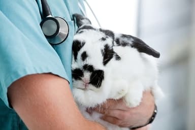 Лечение кроликов на дому